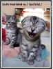 laughing kitty.jpg