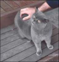 Cat-back-scratch-malfunction-1.gif