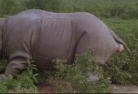 1492673080_ace-ventura-rhino-birth.gif