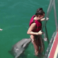 bc2101e449b5adff-swimming-with-dolphins-there-s-a-twitter-for-it-funny-cat-gifs-on.gif