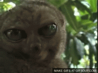 giphy (11).gif