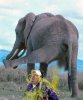 les-miles-gatorade-bath-elephant1.jpg