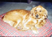 Sandydog on porch (2).JPG