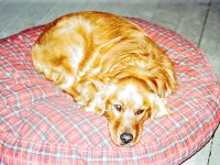 Sandydog on porch (1).JPG