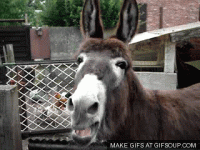 giphy (2).gif