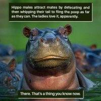 hippo.jpg