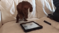 giphy (22).gif