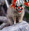 squirrel-clown.JPG