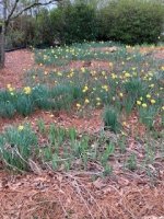 daffodils on the hill 2021.jpg