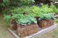 Mid-shot-cabbage-in-four-bales-and-soaker-hose-708x466-1.jpg