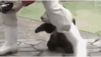 hd_5bb4bb0d-9e66-4ebd-b022-46831a82d4a8_baby_panda_logo.gif