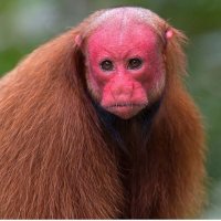 Bald-Uakari-Insta.jpg