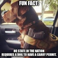 dog carry permit.jpeg