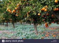 Orange Grove.jpg