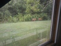 Deer in back yard #2.jpg