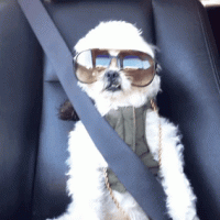 cool puppy.gif