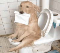 dog-toilet.gif