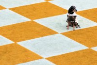 Smokey checkerboards.jpg