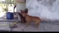 dog-vs-chicken-fight-dog.gif