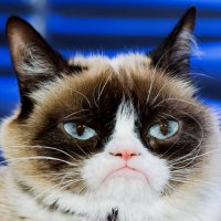 Culture-Grumpy-Cat-487386121.jpg