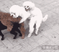 dogs-hump.gif