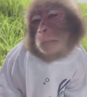 ariimefenty-monkey.gif