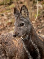 Moschus_moschiferus_in_Plzen_zoo_(12.02.2011).jpg