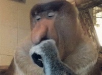 proboscis-monkey-big-nose.gif