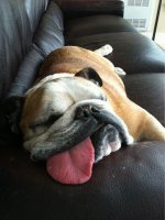 whoa9-dog-sleeping-tongue-out.jpg