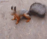 giphy (61).gif