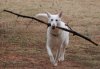 Sydney with Stick.jpg