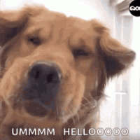 golden-retriever-dog.gif