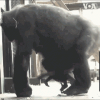 gorilla-butt.gif