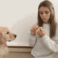 dog-needs-from-manicure.gif