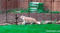 cat-sprinkler.gif