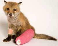 injured-fox.jpg