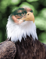 cry-eagles-cry-jeffrey-webb-37637704~2.png