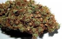 Seeded-Cannabis-Bud.jpg