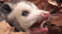 tester-opossum (1).gif