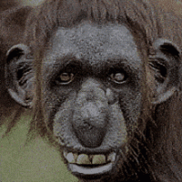 orangutan-monkey.gif