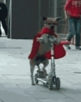 super-dog-riding-scooter-cape-13568868301.gif