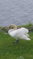 Mute Swan.jpg