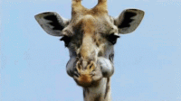 giraffe-gif-10-2638998360.gif