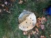 Stump 2 10_28_12.jpg