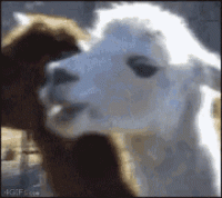 llama-stare.gif