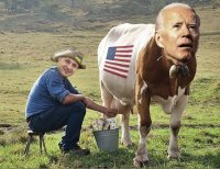 Biden Cow.jpg