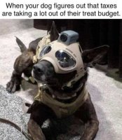 dog-gear-taxes-taking-from-treat-budget.jpg