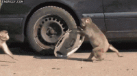 thief monkey.gif