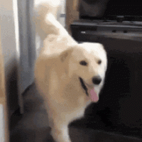 dog-walking-in-golden-retriever.gif