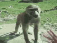 baboon-monkey.gif